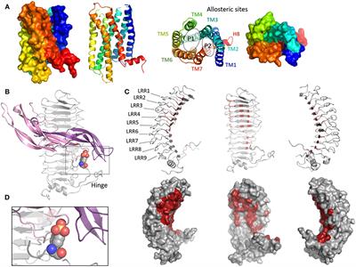 Biased Signaling and Allosteric Modulation at the FSHR